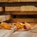 Bioedilizia, costruire in legno a km zero è possibile 