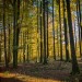 Lo sviluppo della filiera legno passa dalla cura del bosco