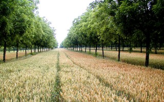 Agroforestazione, la nuova azione del progetto Farming for Future
