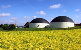 Doppie colture: un enorme potenziale per la produzione sostenibile di biogas