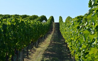 CasaClima Wine, la certificazione per le cantine ecocompatibili (e non solo)