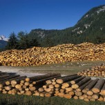 Produttori: “Costruire una filiera italiana del legno”