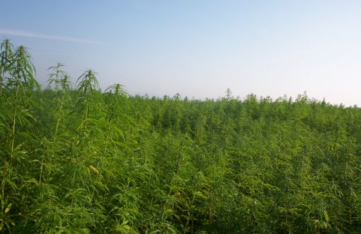 Industrialhemp