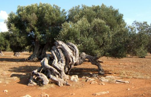 Xylella