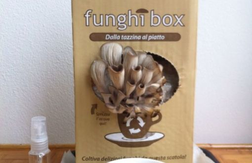 funghibox dalla tazzina al piatto