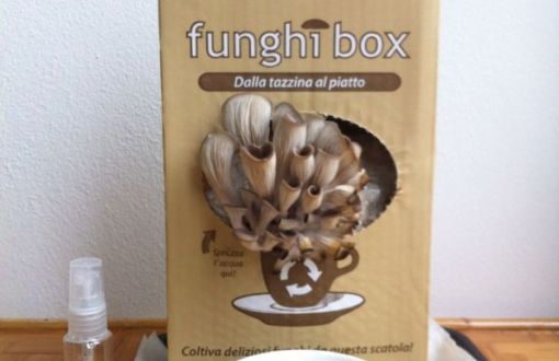 funghibox dalla tazzina al piatto