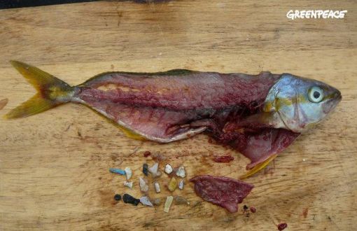 pesce plastita greenpeace 2016