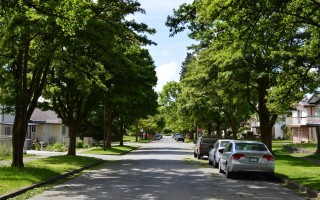 Caldo in città, gli alberi aiutano: lo studio a Vancouver