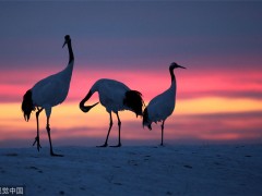 Giornata Mondiale dell’ambiente 2021, è l’ora della natura