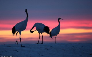 Giornata Mondiale dell’ambiente 2021, è l’ora della natura