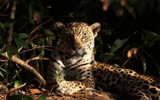 Amazzonia, deforestazione a causa della carne