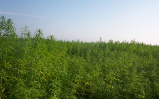 Industrialhemp