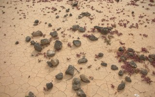 Rischio desertificazione con l'obiettivo 2 gradi