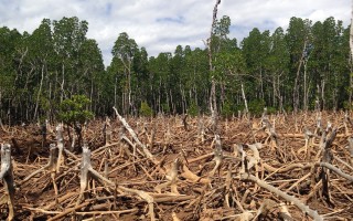 Deforestazione: in 17 anni nulla è cambiato