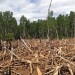Deforestazione: in 17 anni nulla è cambiato