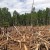 Deforestazione: in 17 anni nulla è cambiato