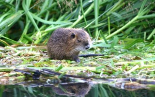 Le specie aliene ci costano 12 miliardi l’anno