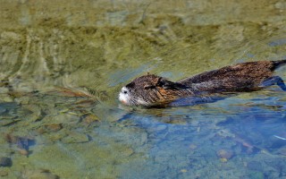 Specie aliene invasive: danni per 26,8 miliardi di dollari ogni anno