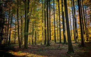 Lo sviluppo della filiera legno passa dalla cura del bosco