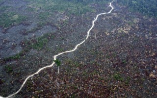 La distruzione degli ecosistemi facilita la diffusione di virus