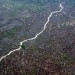 La distruzione degli ecosistemi facilita la diffusione di virus
