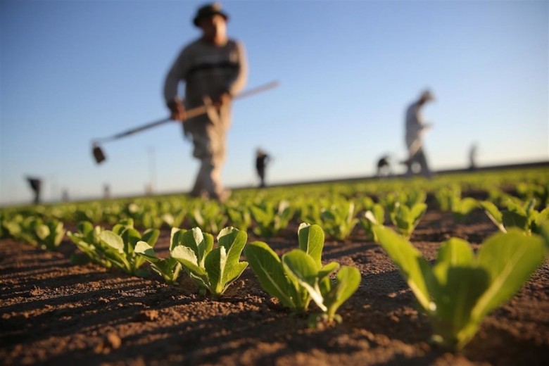 Agricoltura integrata, la scienza al centro  per uno sviluppo efficiente e sostenibile