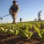 Agricoltura integrata, la scienza al centro  per uno sviluppo efficiente e sostenibile