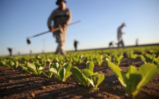 Agricoltura integrata, la scienza al centro  per uno sviluppo efficiente e sostenibile