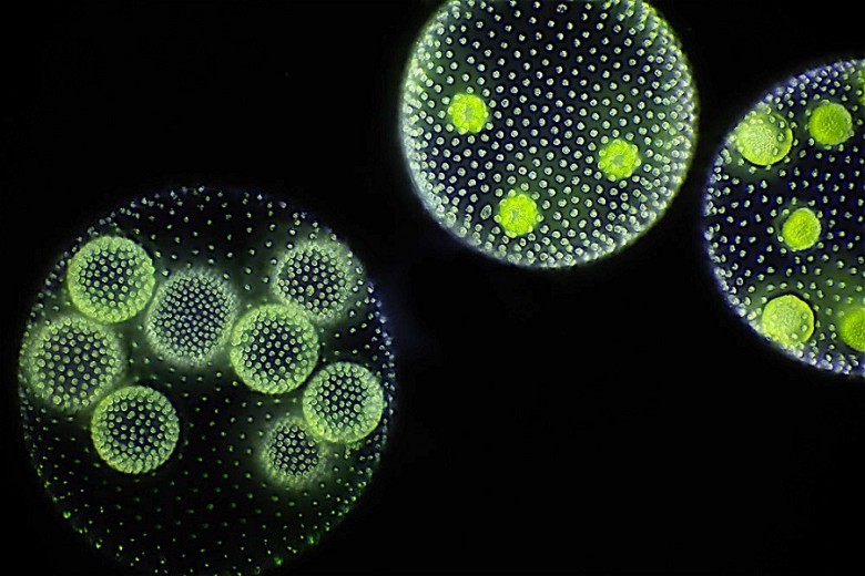 Le alghe diventano mini-fabbriche di idrogeno, lo studio