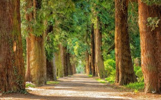 Salviamo gli alberi dalla campagna elettorale