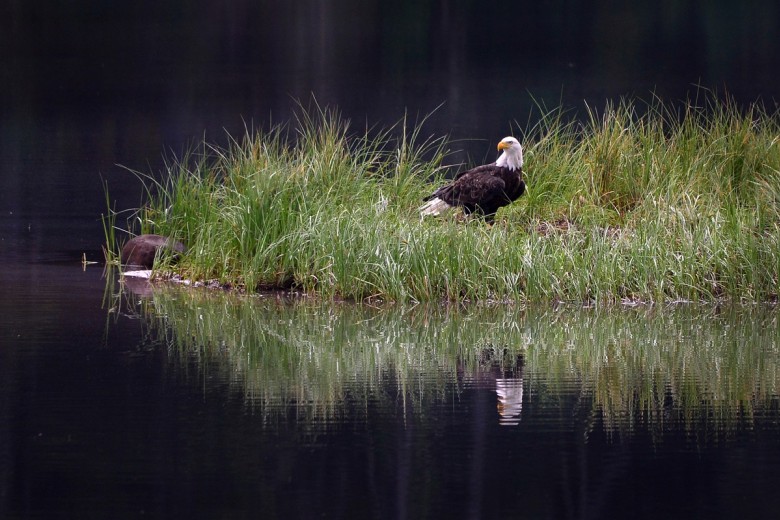 La tutela dell'ambiente, degli ecosistemi e della biodiversità nella Costituzione italiana 