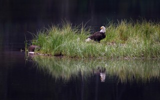 La tutela dell'ambiente, degli ecosistemi e della biodiversità nella Costituzione italiana 