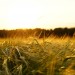 Agricoltura europea a rischio per via del clima