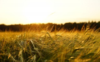 Agricoltura europea a rischio per via del clima