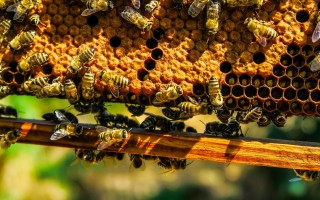 Api: l’UE vieta tre insetticidi dannosi 