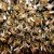 Un milione di firme europee valide per salvare api e agricoltori