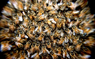 Un milione di firme europee valide per salvare api e agricoltori