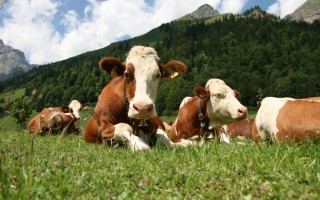 Bioplastica dal letame: l’impianto pilota in provincia di Verona