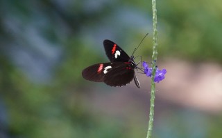 Siamo in forte ritardo sulla tutela della biodiversità