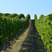 CasaClima Wine, la certificazione per le cantine ecocompatibili (e non solo)