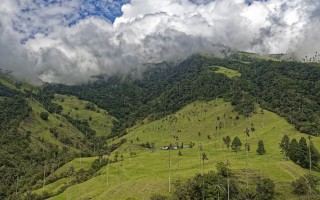 Le foreste tropicali assorbono sempre meno CO2