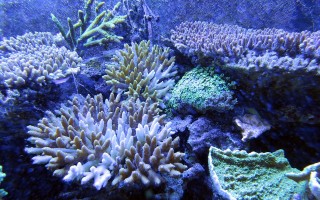 La Grande Barriera Corallina sta morendo