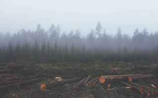 In 13 anni persa un’area forestale grande quanto la California