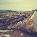 Le foreste sono sempre meno “vecchie” 