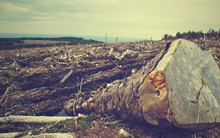 Le foreste sono sempre meno “vecchie” 