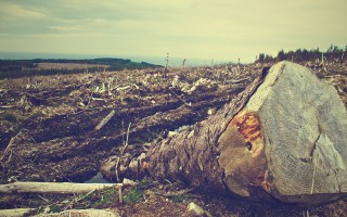 Un terzo della deforestazione globale causato dall’Europa