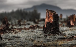 La perdita di biodiversità mette a rischio il benessere collettivo