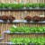 Vertical Farming, la grande novità di AquaFarm