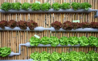 Vertical Farming, la grande novità di AquaFarm