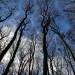 Foreste e clima: non è così semplice